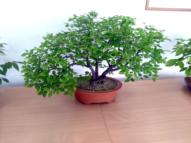 ХОБИ ЈЕДНОГ МАШИНОВОЂЕ: Из локомотиве међу бонсаије